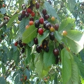 Pensiunea Anita