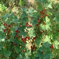Pensiunea Anita